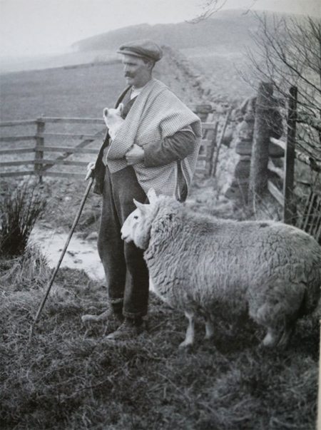 Шотландский пастух, бордер тартан
